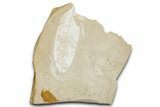 Fossil Seed Fern (Glossopteris) - Australia #351973-1